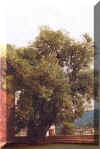 Saideh Tree.JPG (122501 bytes)